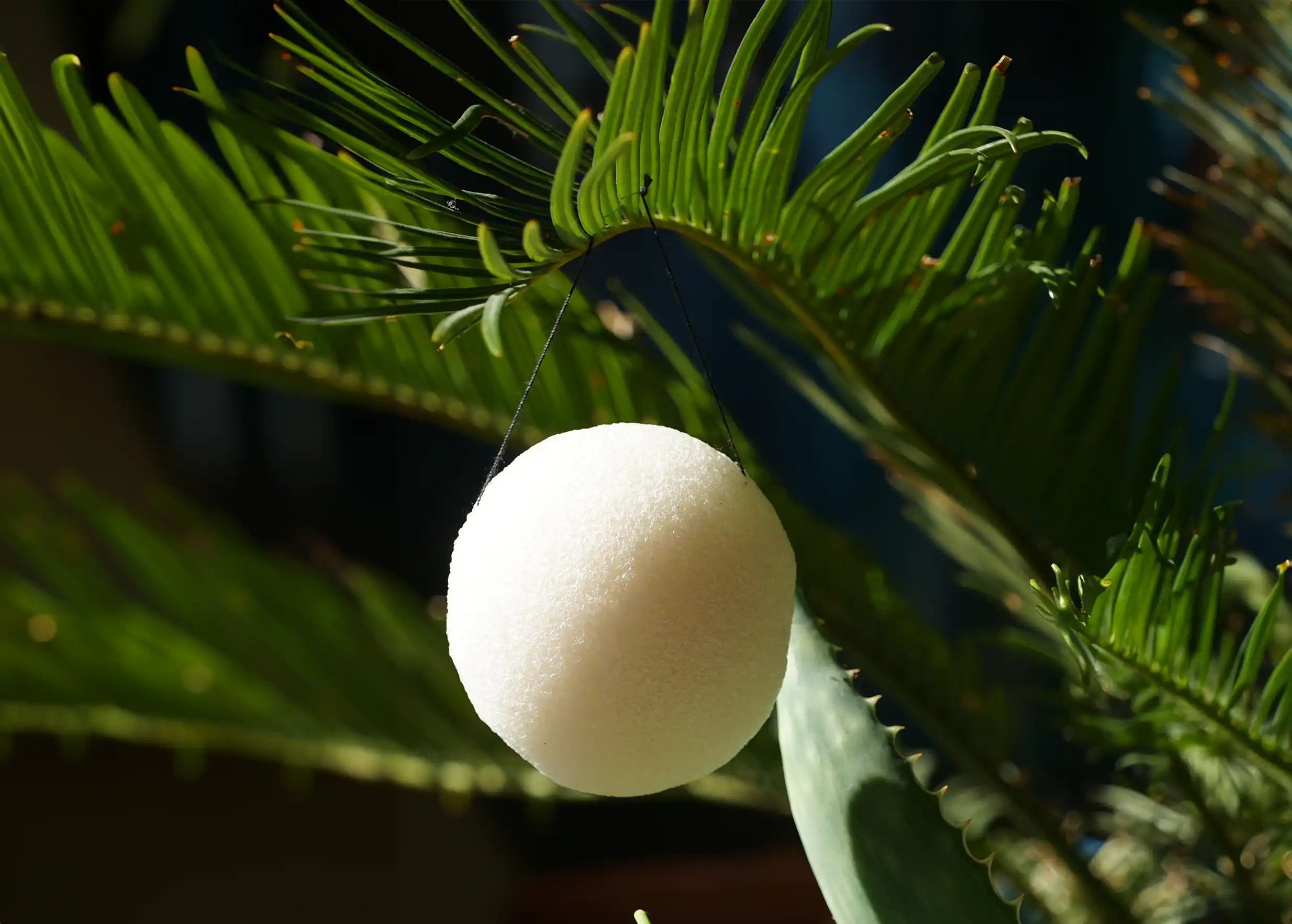Natural organic konjac sponge in a plant environment