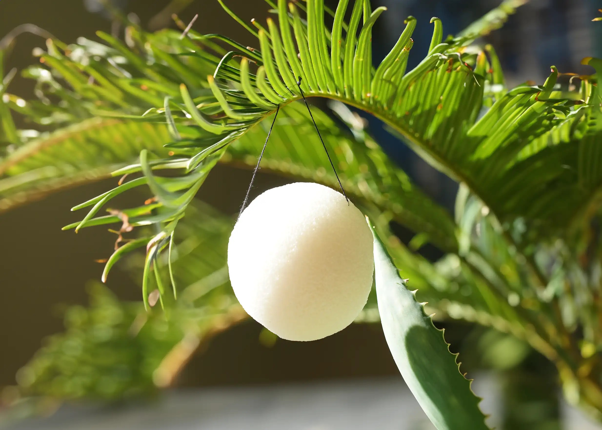 Éponge de konjac naturelle suspendue au milieu de feuilles et plantes vertes