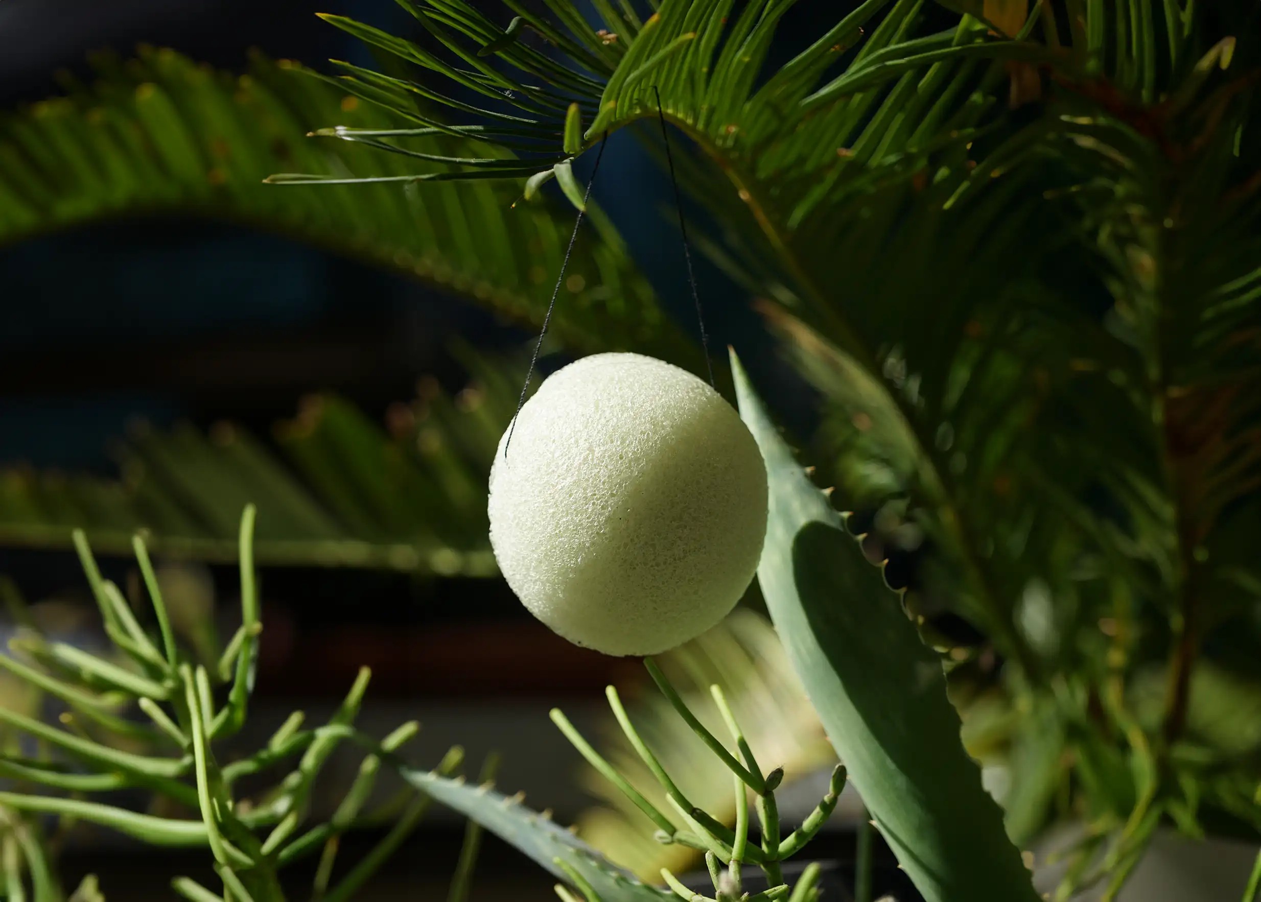 Éponge de konjac bio à l'aloe vera suspendue au milieu de feuillages et de plantes vertes