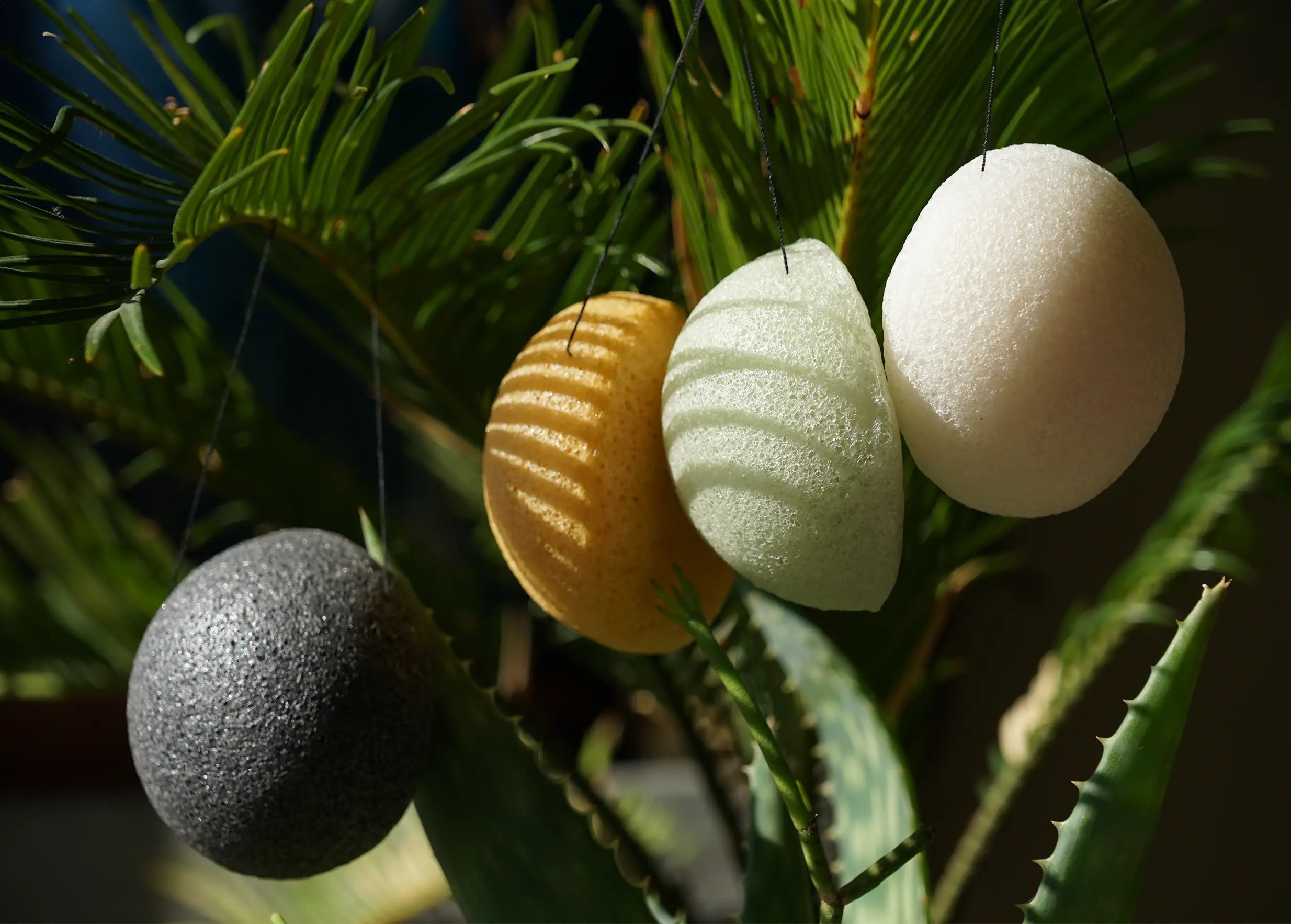Éponges de konjac suspendues à une plante verte, environnement végétal