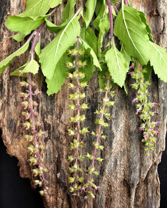 Photo of the holy basil plant placed alongside a tree