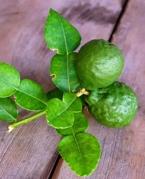 Photo of bergamot, bergamot is a green citrus fruit.
