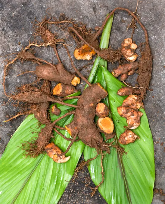 Turmeric plant on the ground 