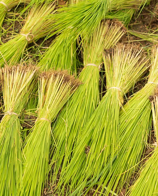 Vetiver plants cut into pieces and placed side by side in a bouquet