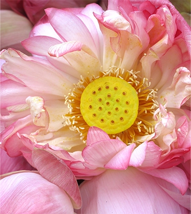 Sacred lotus flower