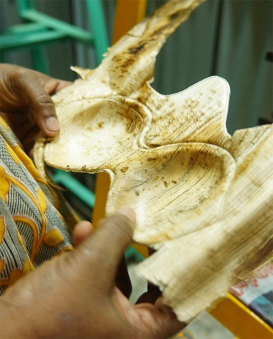 Banana leaf used for eco-packaging