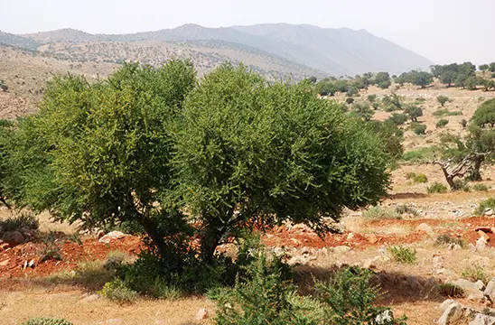 Arbre d’argan dans un plaine du Maroc 