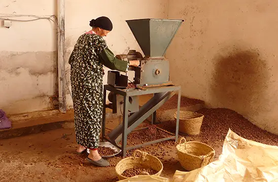 Argan tree from Morocco