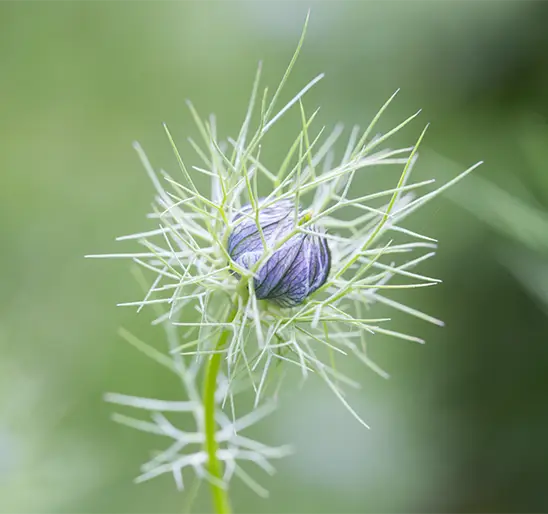 nigella plant in the wild