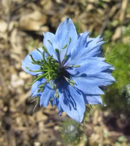 fully bloomed nigella plant