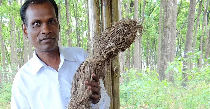 Artisan montrant de l'ortie sauvage dans une forêt