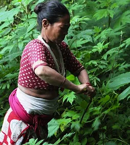 Femme cultivant l'ortie, un cadre naturel en arrière-plan