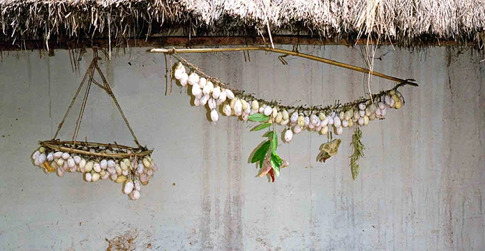 Cocons de papillons suspendus 