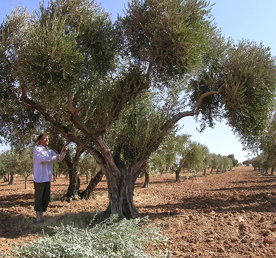 Culture de l'olivier en Syrie pour la fabrication des savons d'Alep